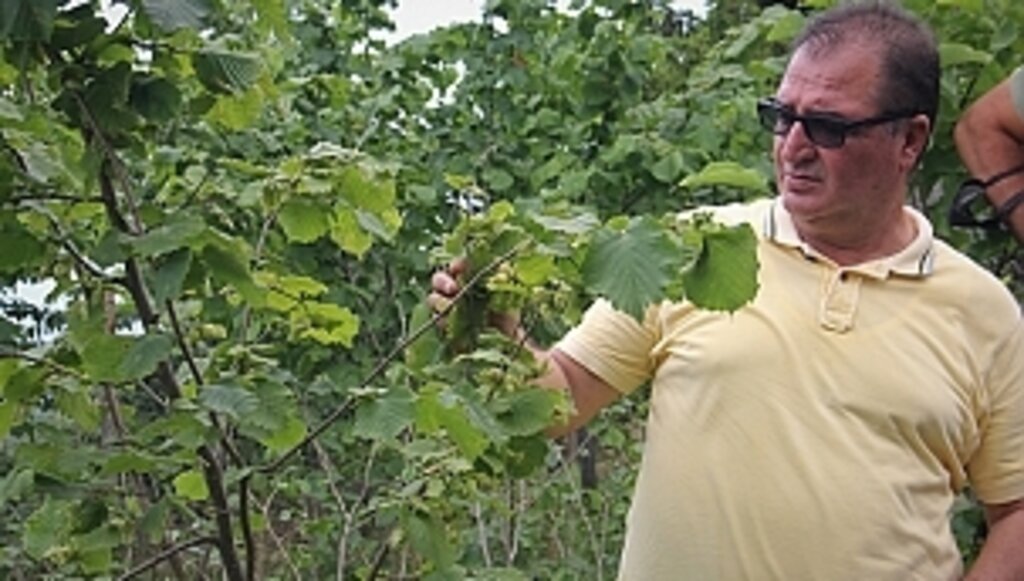 Fındıkta Rekolte Tahminine Sert Tepki!…