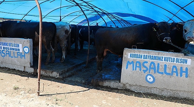 Güzeldere Kurban Satış Alanı Kurbanlık Hayvanlara Kapılarını Açtı