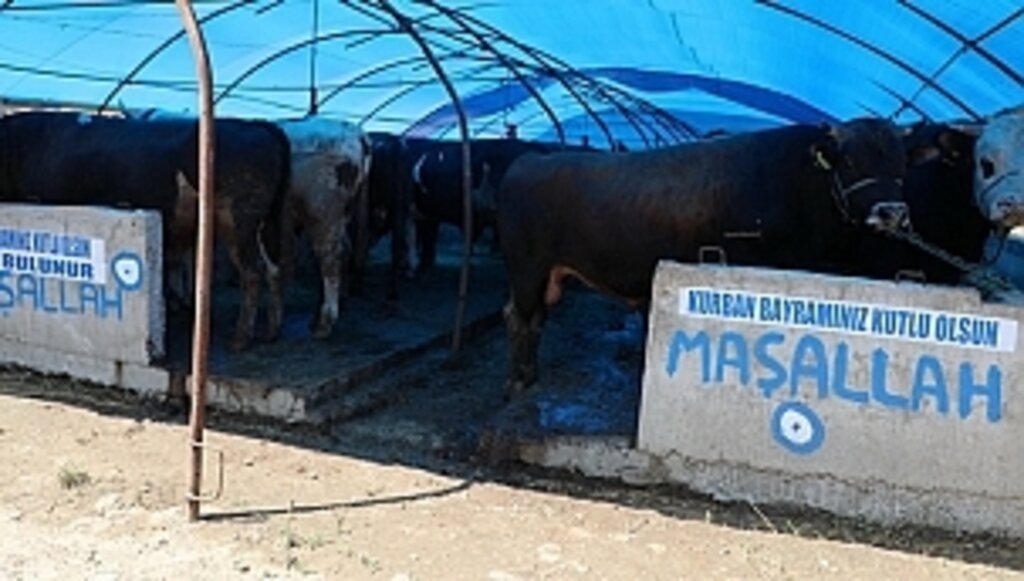 Güzeldere Kurban Satış Alanı Kurbanlık Hayvanlara Kapılarını Açtı