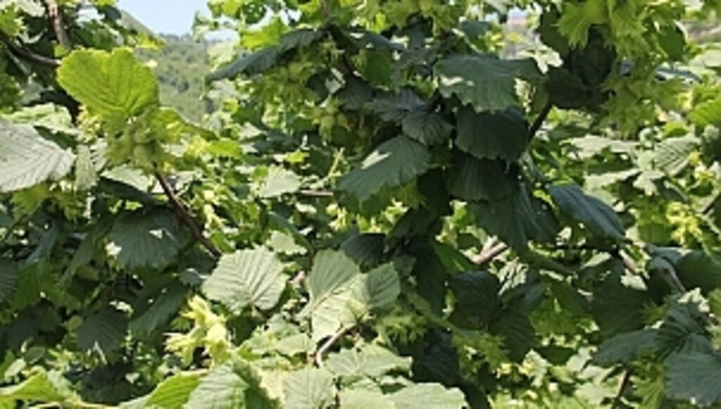 İhracatçılar Fındık Rekoltesini 16 Temmuz'da Açıklayacak