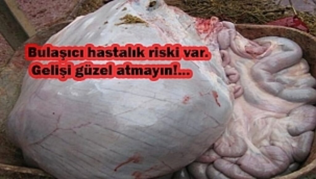 Sakatatlar Toprağa Gömülüp Üzerine Kireç Dökülmeli