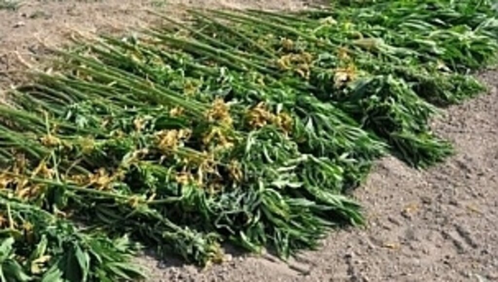 Samsun'da Uyuşturucuya Geçit Yok!...