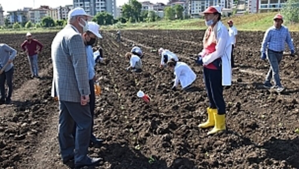 Ziraat Fakültesi'nden Tıbbi-Aromatik Bitkileri, Tanıtım ve Üretim Bahçesine Dönüştürecek Proje