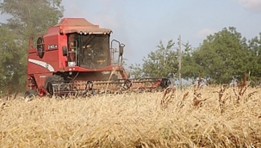 Atakum Belediyesi Karakılçık Üretimini 10 Kat Artırdı