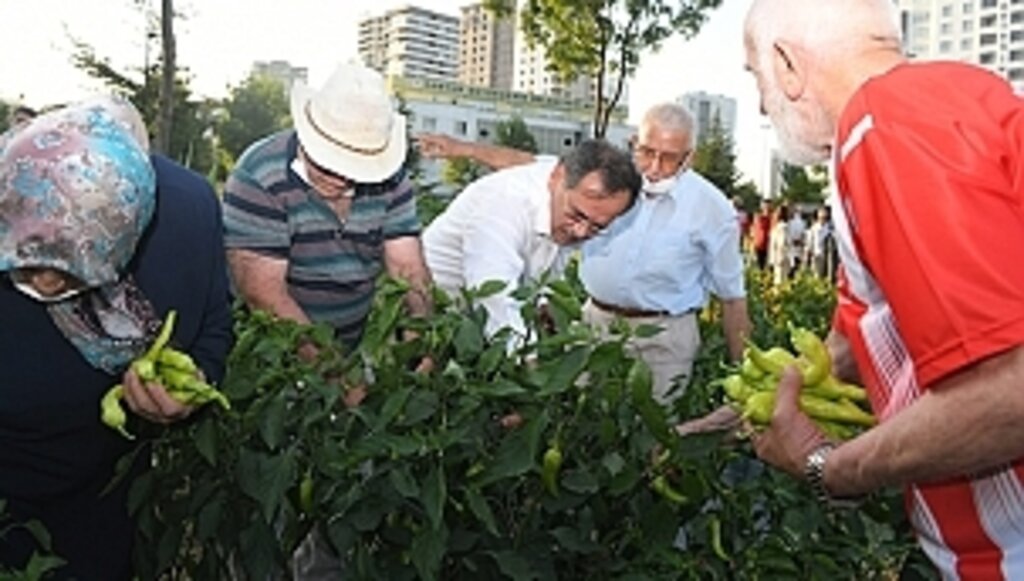 Huzurevi Sakinleri İle Sebze Topladı, Bocce Oynadı