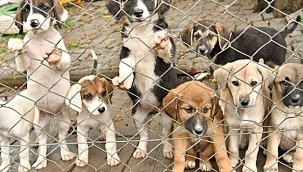 Can Dostlar Emin Ellerde