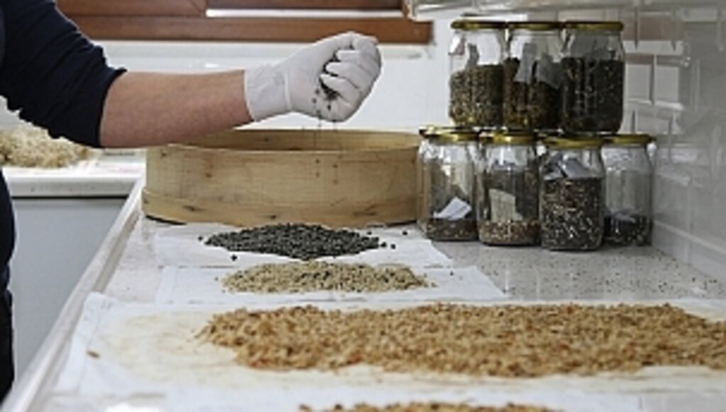 On Binlerce Ata Tohum Toprakla Buluşacak