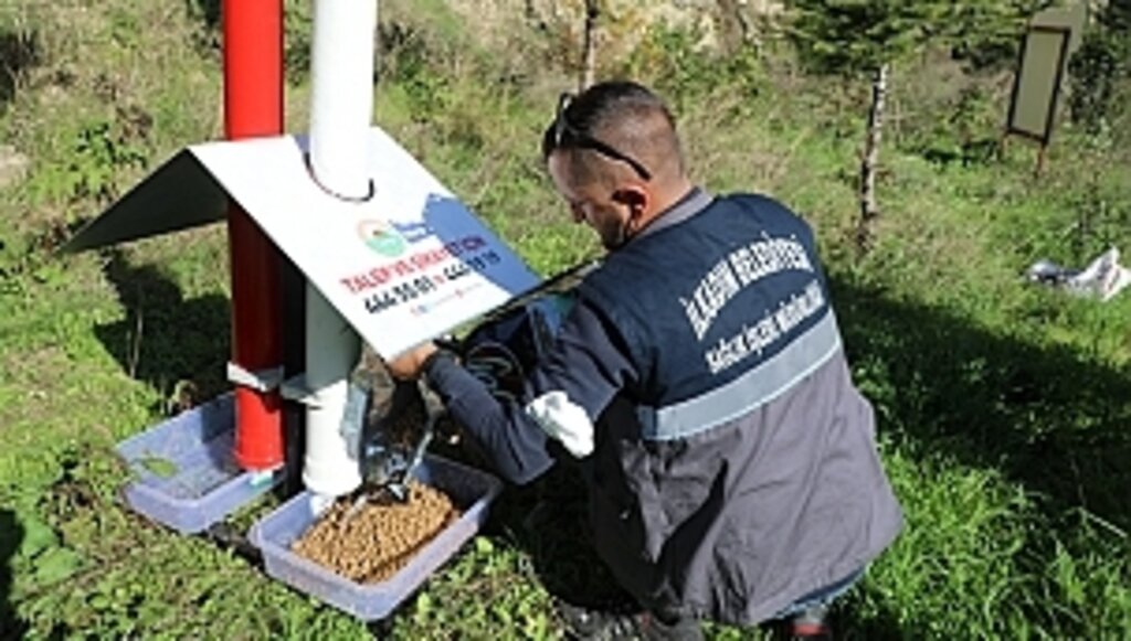 İlkadım Belediyesi'nden Sokak Hayvanlarına Özel Çalışma