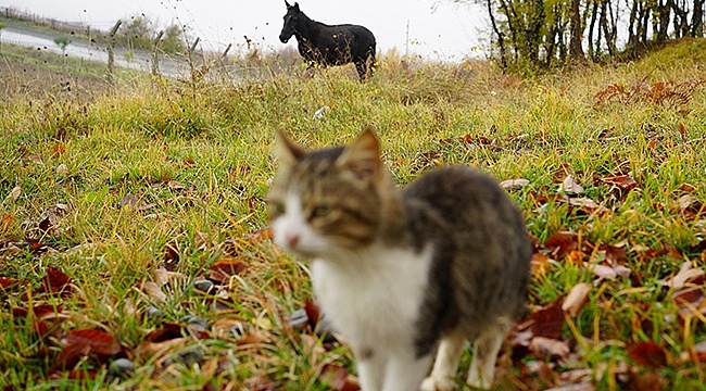 Kedi kasabasına 'Misafir' Geldi