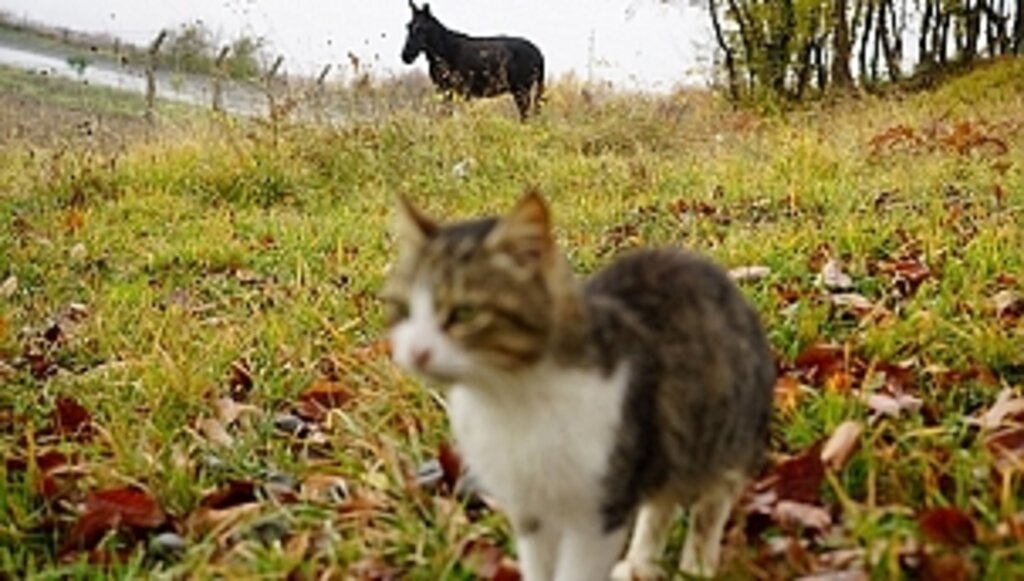 Kedi kasabasına 'Misafir' Geldi