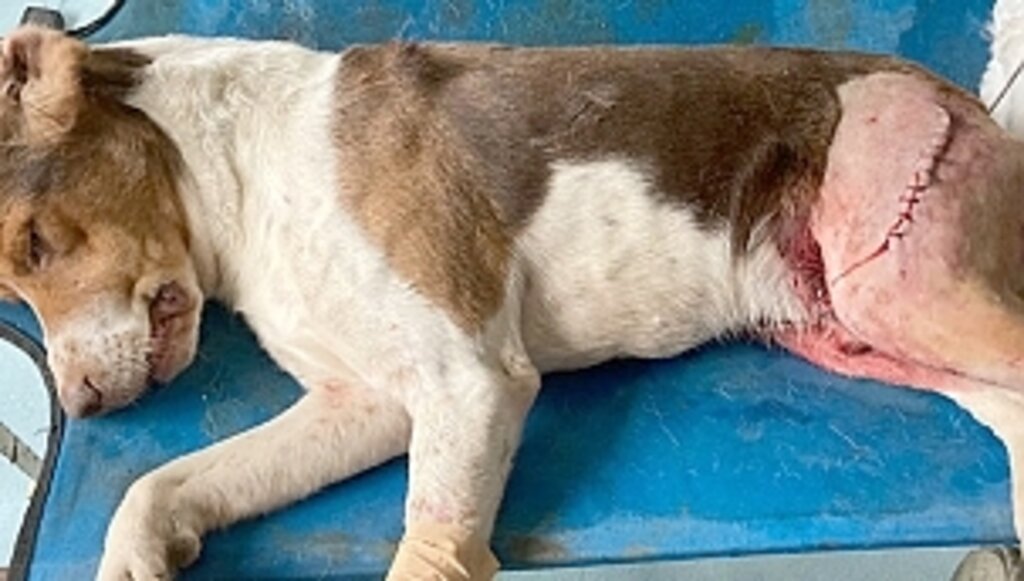 Yaralı Köpeğe Büyükşehir Şefkati