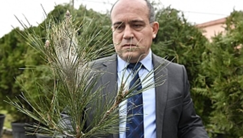 Çam Ağaçlarındaki Gizli Düşman