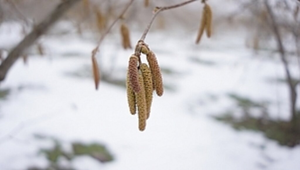 Ferrero Fındık'tan Aralık Ayı Tarımsal Uygulama Önerileri