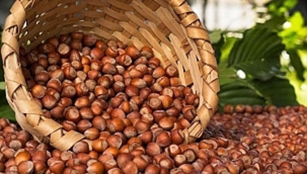 Fındık İthalatında Uygulanan Aflatoksin Kontrollerine Son Verildi!...