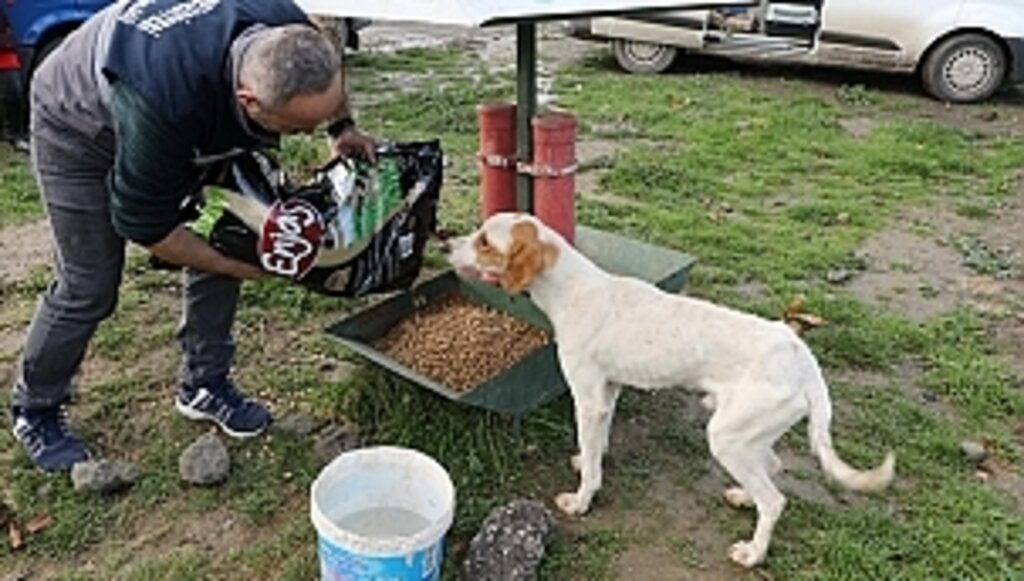 Sokak Hayvanlarına Yönelik Çalışmalarımız Yerel Yönetimlere Örnek Oldu