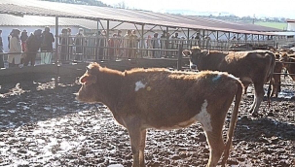 Kırsal Kalkınmada ''Jersey'' Hamlesi