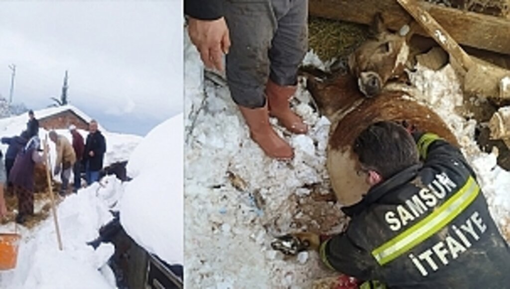 Mahsur Kalan Hayvanları İtfaiye Kurtardı