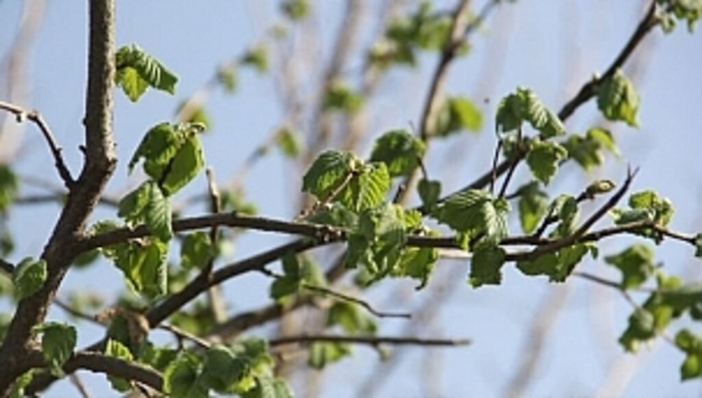 2022 Yılı İçin Çiçek Sayımı Şekliyle İlk Tahmin Yaklaşık 790 Bin Ton…