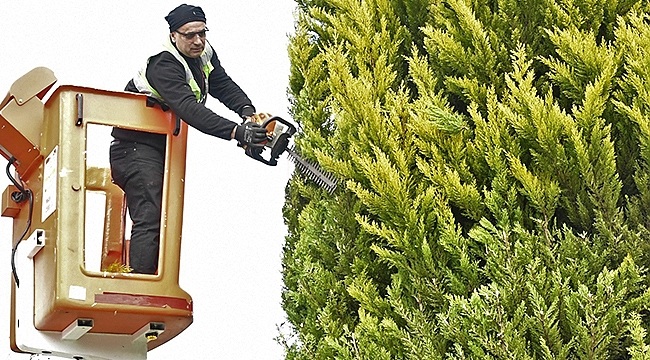 Samsun'da Ağaçlar Bakımdan Geçiyor!