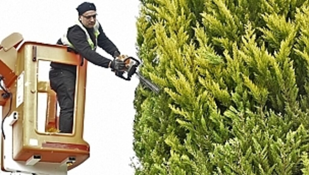 Samsun'da Ağaçlar Bakımdan Geçiyor!