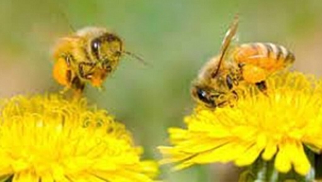 Tarımda Arı-Bitki İlişkisi