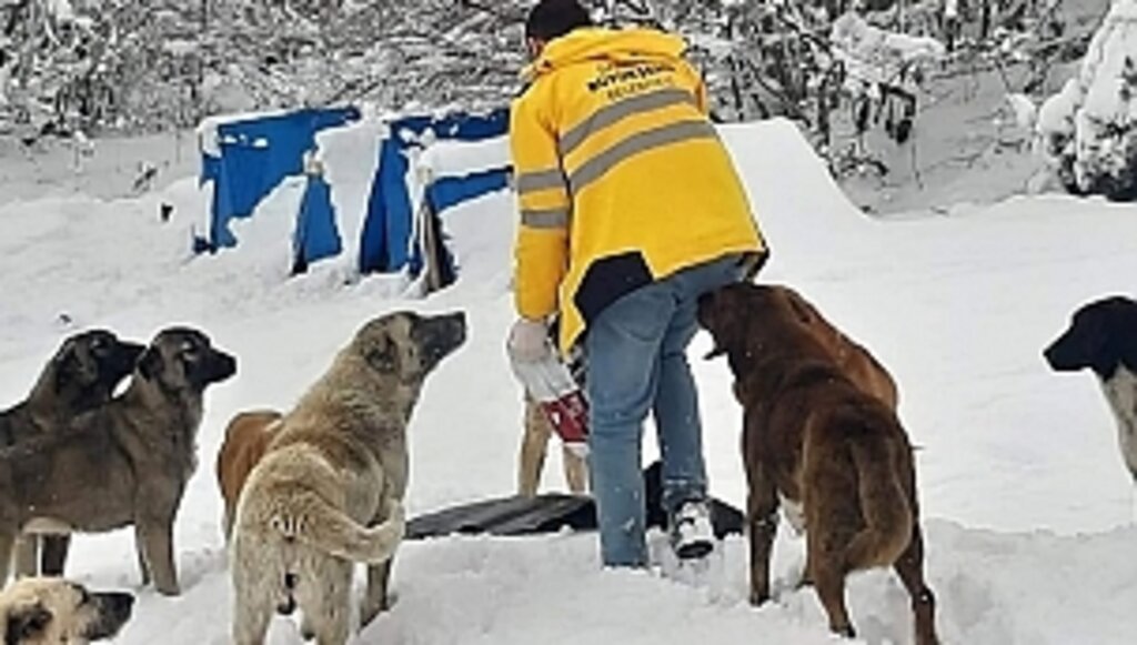 Yoğun Kardan Nedeniyle Sokaktaki Canlar Aç Kalmıyor