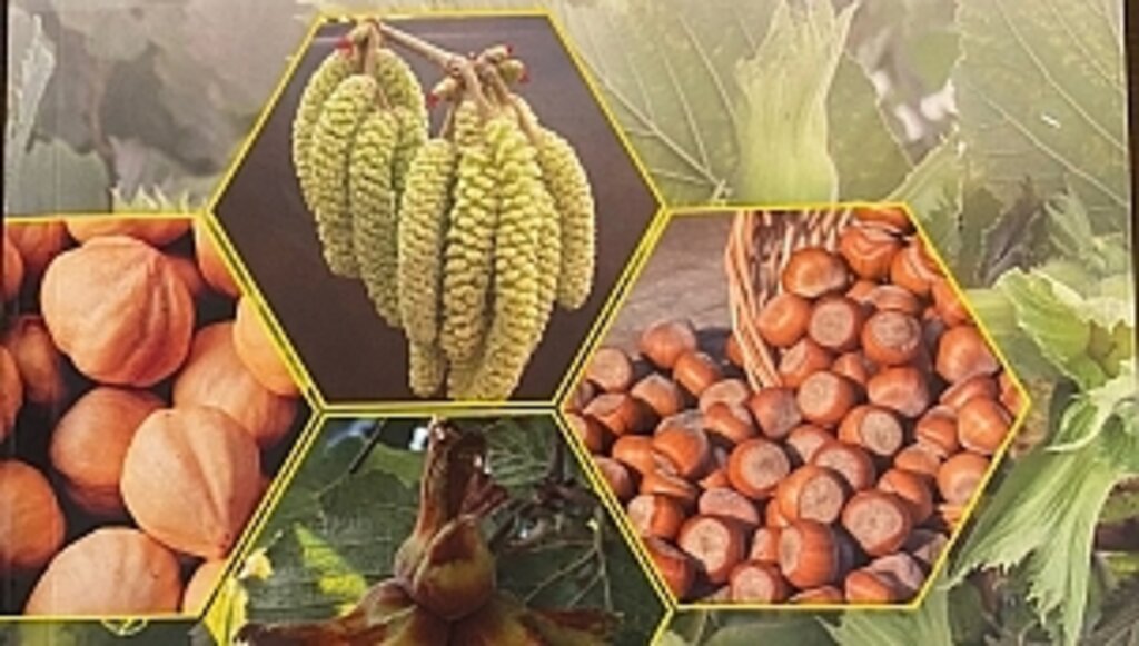  Fındık ihracatçılarından Uygulamalı Fındık Rehberi Kitabı