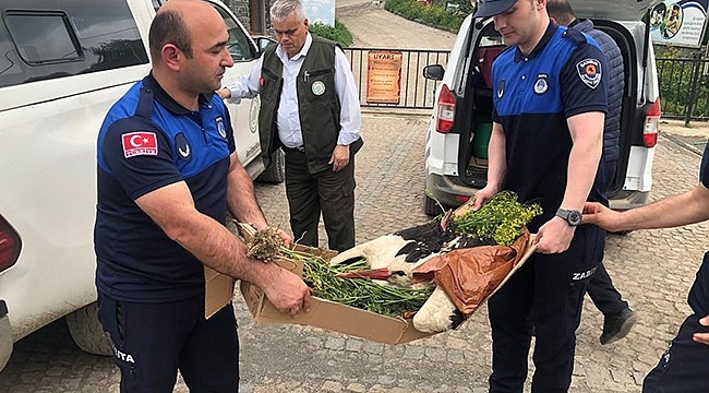 Elektrik Akımına Kapılan Leylek Tedavi Altında