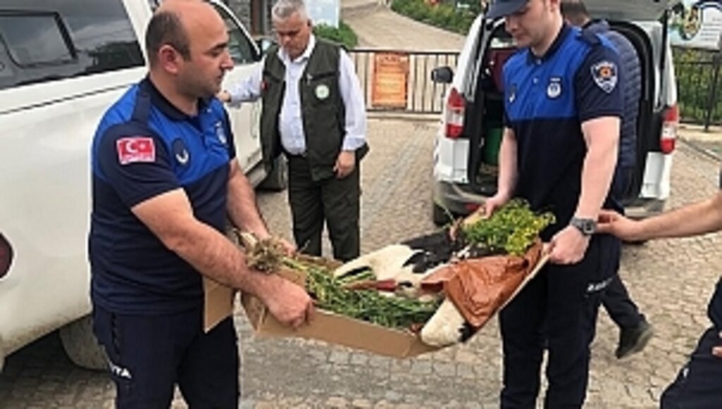 Elektrik Akımına Kapılan Leylek Tedavi Altında