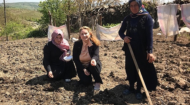 Samsun'da Fasulye Üretimi Yaygınlaşıyor