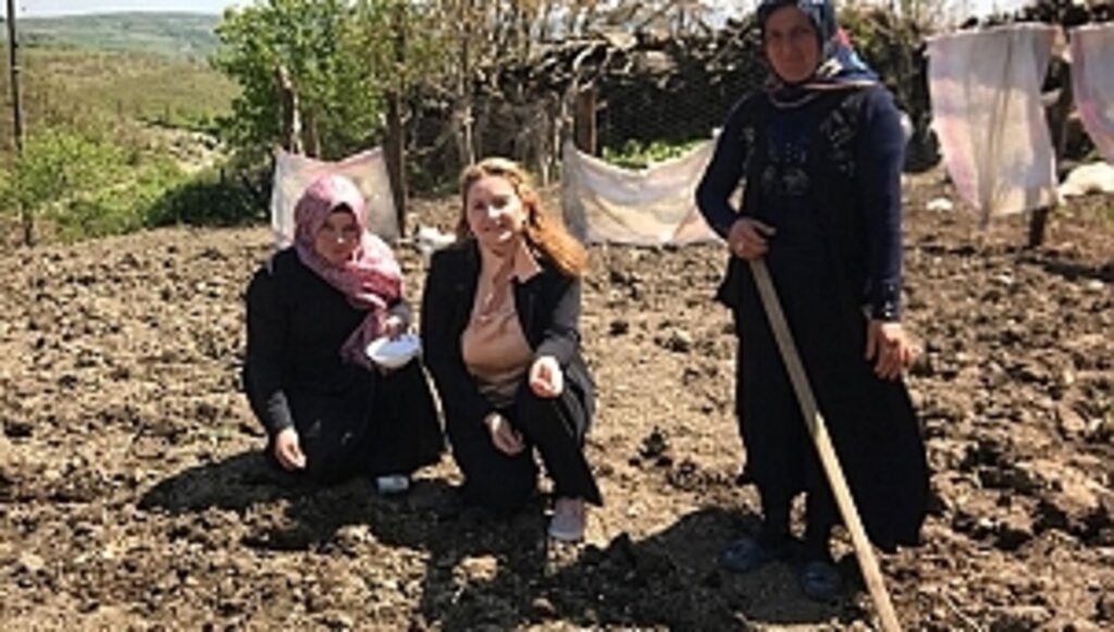 Samsun'da Fasulye Üretimi Yaygınlaşıyor