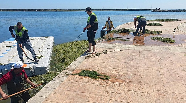 Samsun Sahillerde Yosun Temizliği