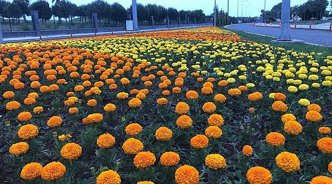 Büyükşehir Ürettiği Çiçeklerle Şehri Süslüyor