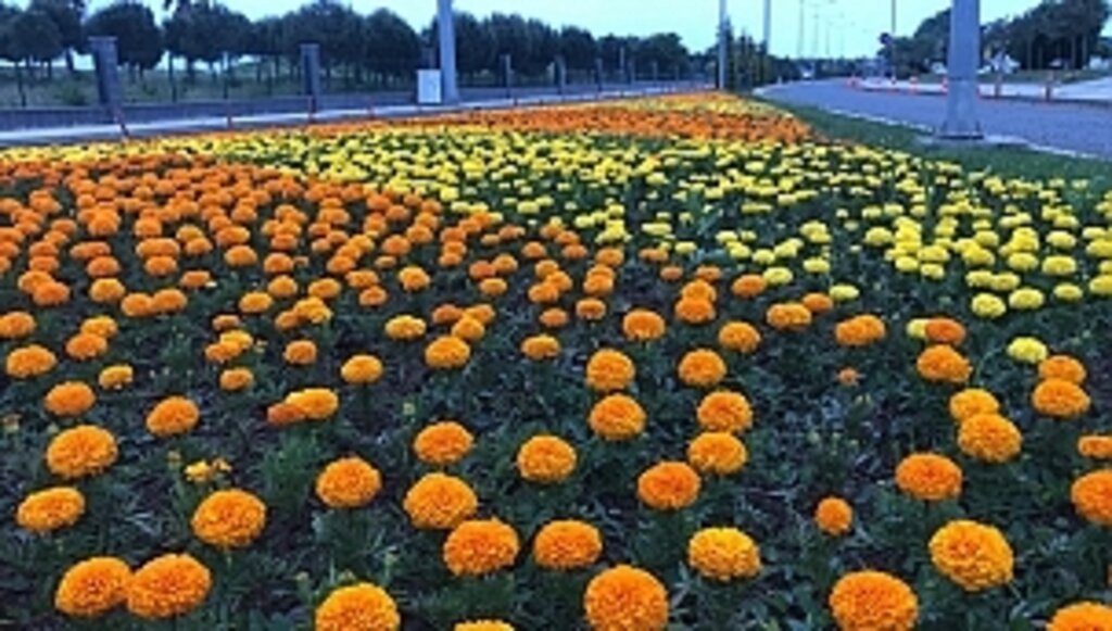 Büyükşehir Ürettiği Çiçeklerle Şehri Süslüyor