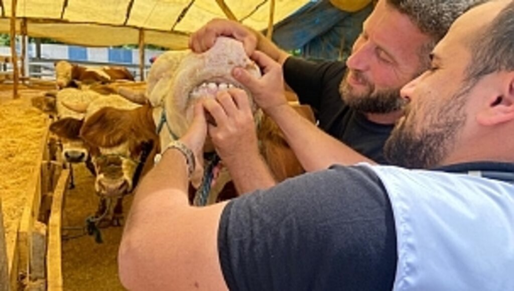  Canik Hayvan Pazarında Denetimler Sürüyor