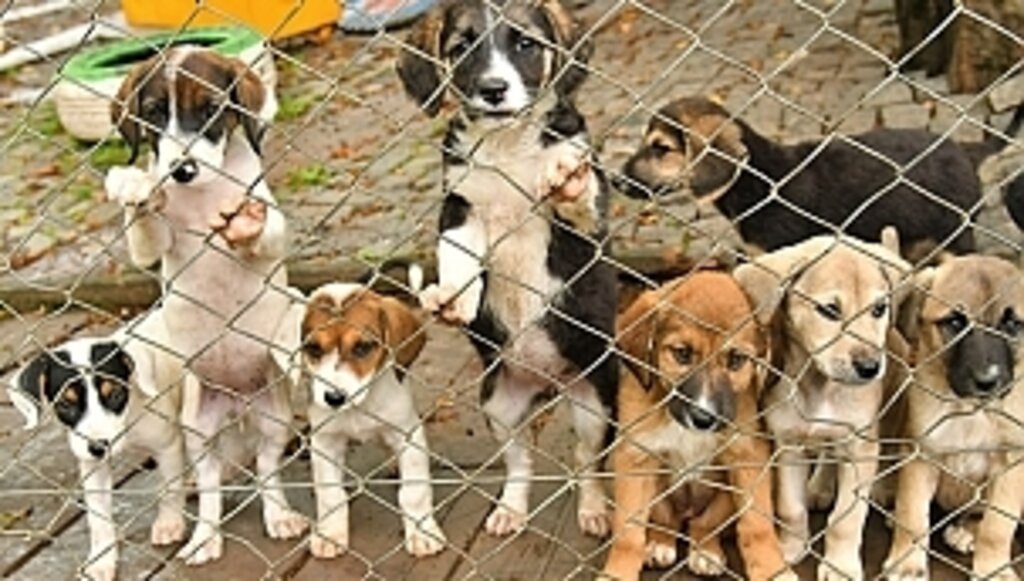 Yaşam Alanları Büyütülüyor