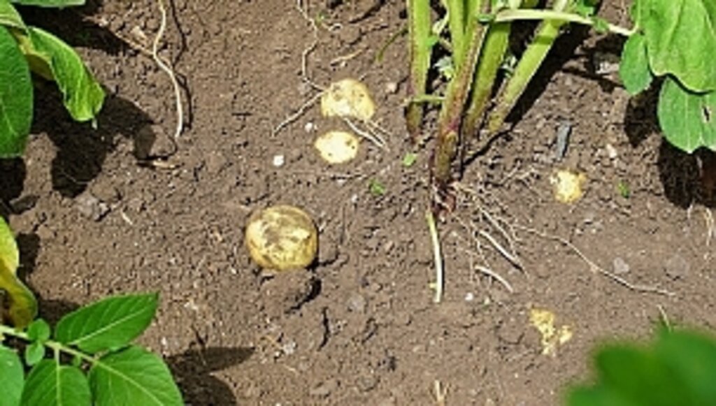 Büyükşehirden Çiftçiye Tohum Desteği