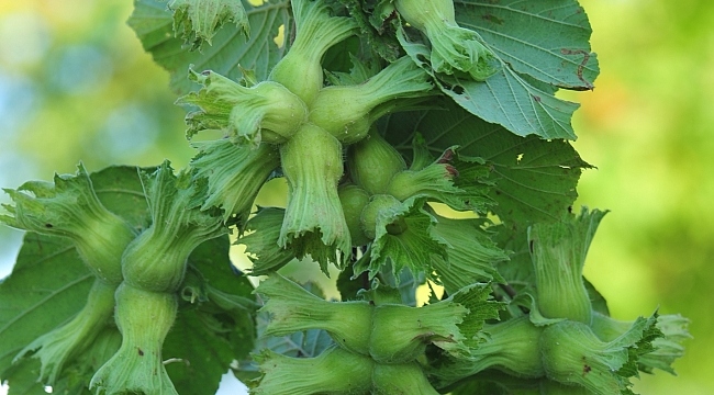  Ferrero Fındık'tan fındık hasat dönemi için tarımsal uygulama önerileri