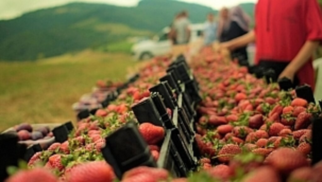 Alaçam'da Çilek Şenliği