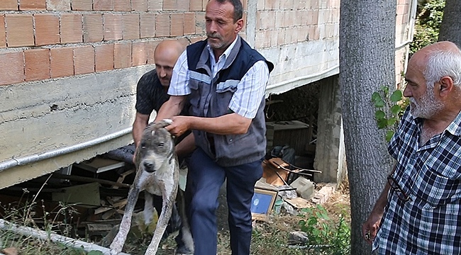 Aracın Çarptığı Köpeğin Yardımına İlkadım Sağlık İşleri Ekipleri Koştu