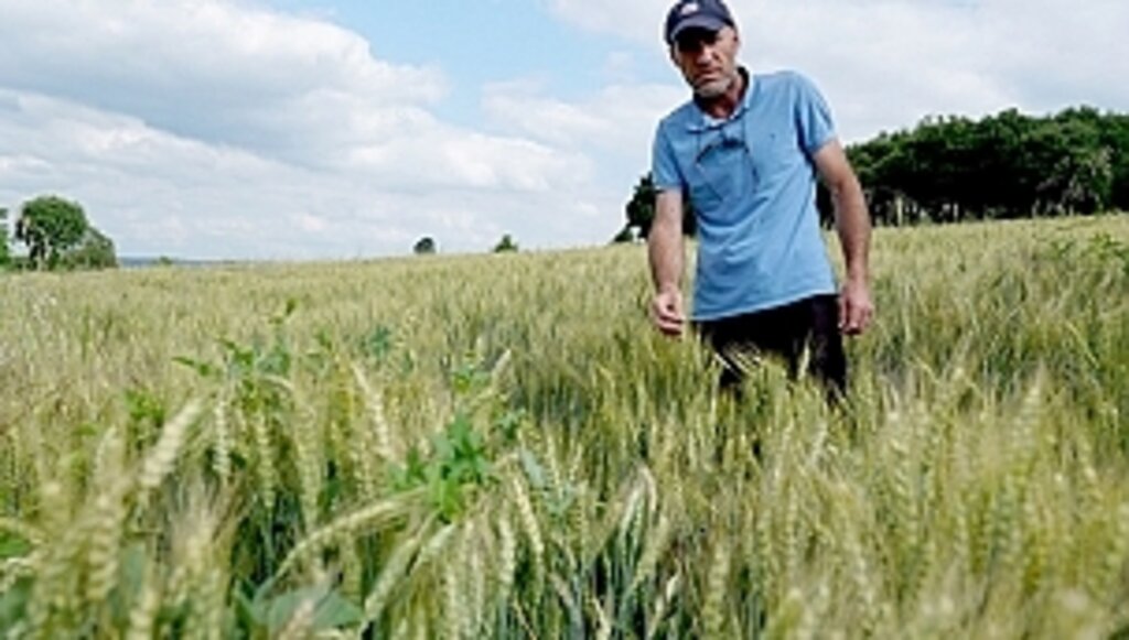 Buğday Tohum Desteği Yüzleri Güldürdü