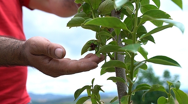 Çiftçiye 2.400 'Cennet Meyvesi Fidanı' Desteği