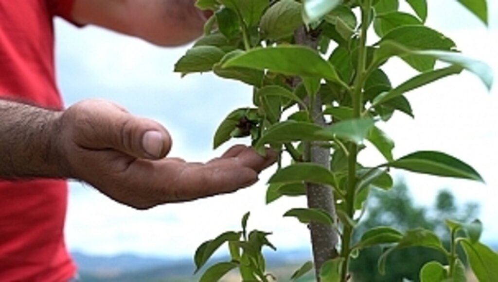 Çiftçiye 2.400 'Cennet Meyvesi Fidanı' Desteği