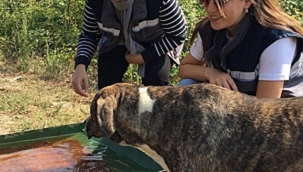 İlkadım'da Can Dostlarına Su ve Mama Takviyesi
