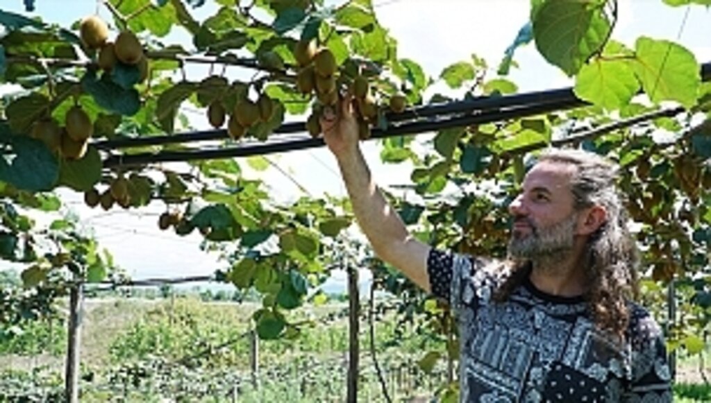 Kivi Üreticilerine Büyükşehirden Destek 