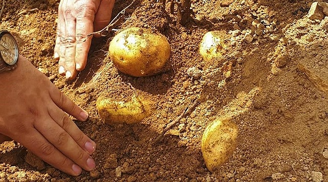 Patates Üretimi Artıyor