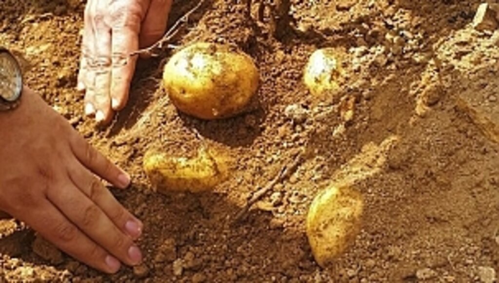 Patates Üretimi Artıyor