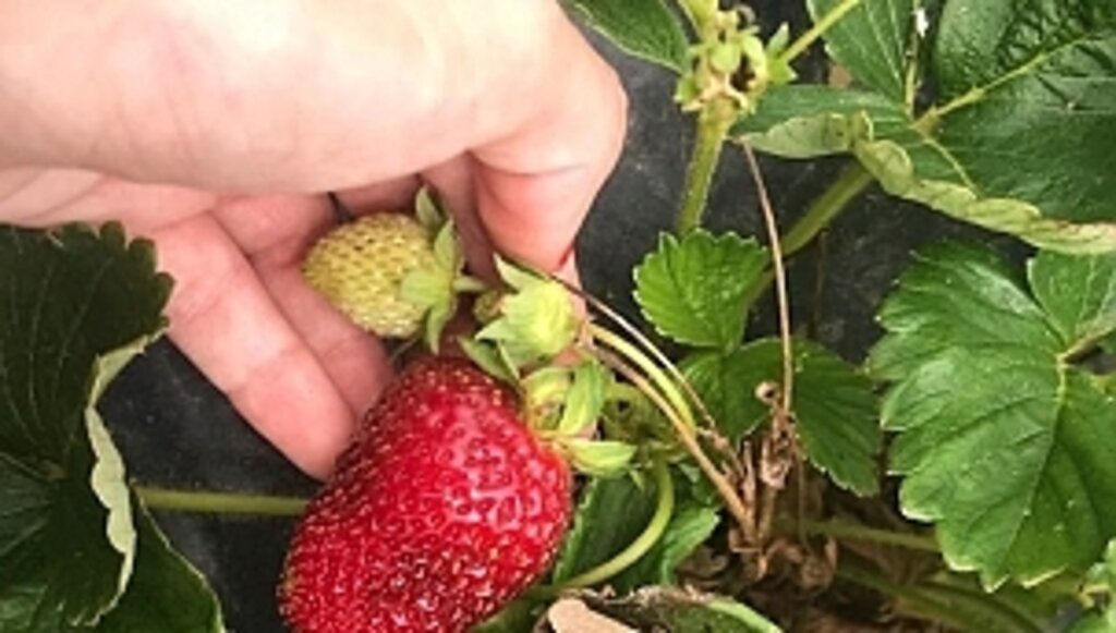 Samsun'da Çilek Üretimi Artıyor