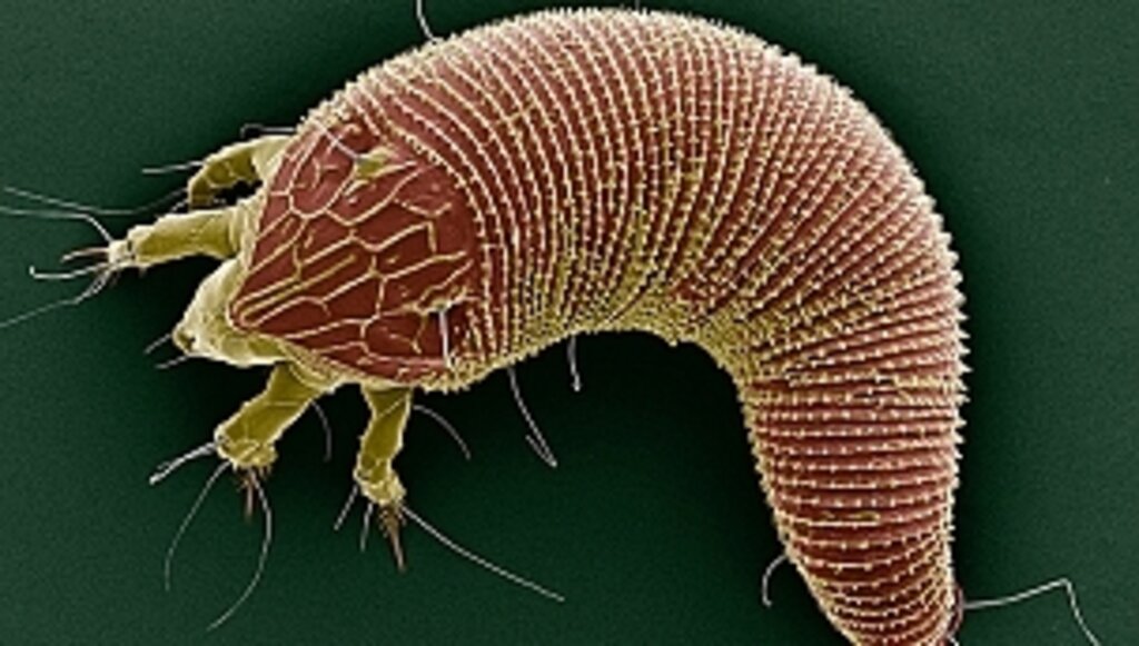 Prof. Dr. Sullivan ilk 10'a Arasına Giren Projesinde Çalışmalarına Devam Ediyor