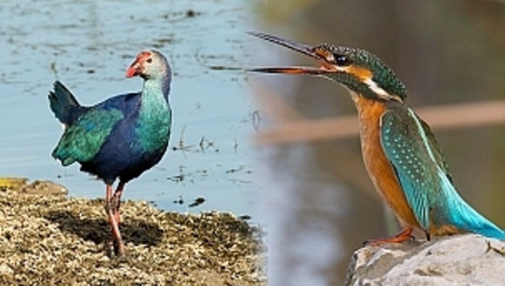 En İyi Kuş Gözlem Zamanı